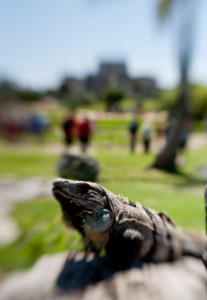 Iguana