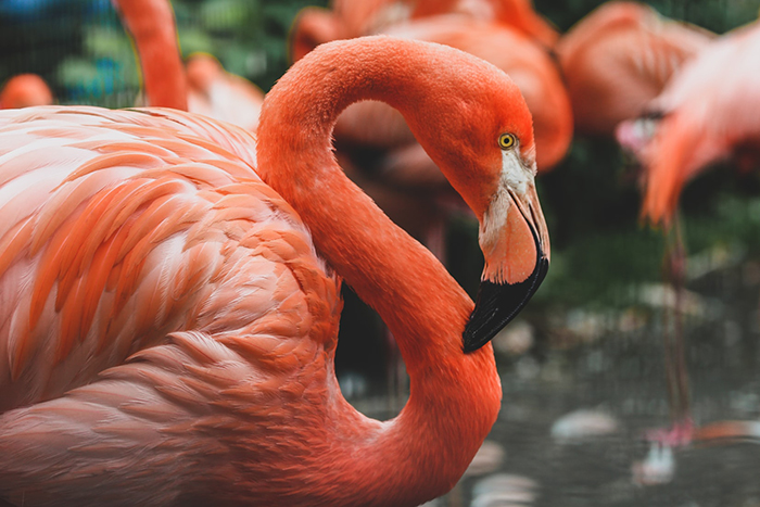 Flamingos in Quintana Roo